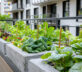 Orto sul balcone: come ottenere erbe aromatiche sempre fresche in cucina